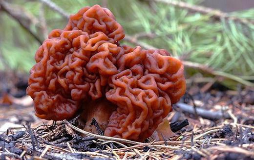 самые странные грибы фото