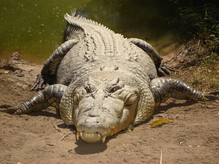 гребнистый крокодил фото