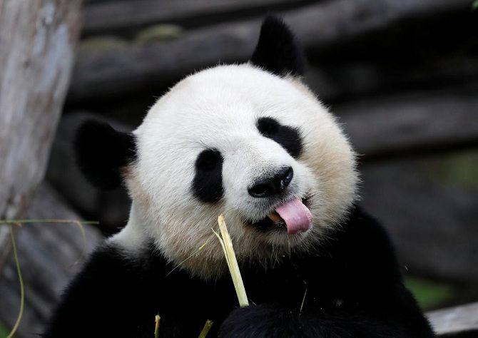 Мишка панда с языком