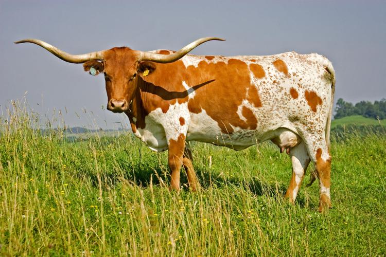 Интересная расцветка коровы