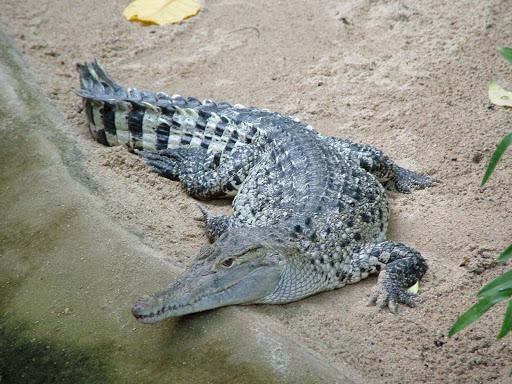красивый крокодил