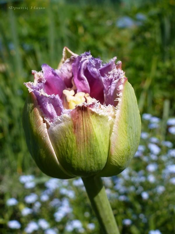 самые необычные тюльпаны фото
