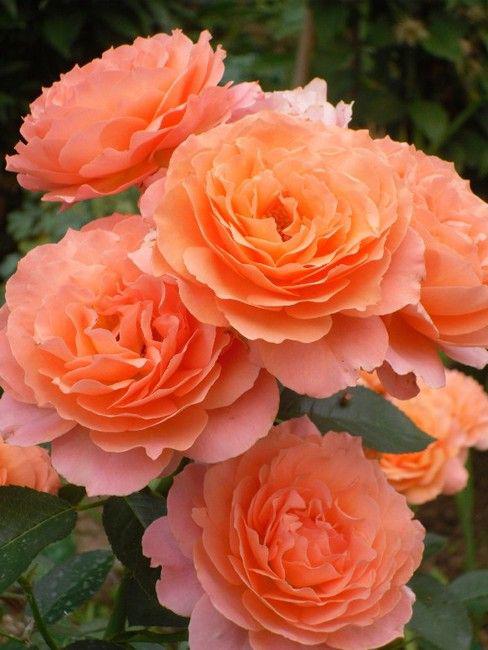 роза бельведер кустовые розовые розы