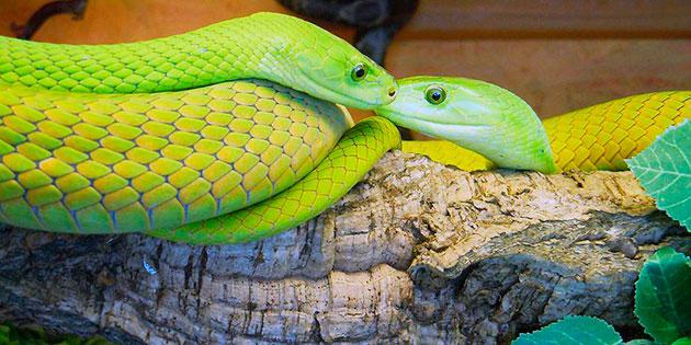 красивые и ядовитые змеи