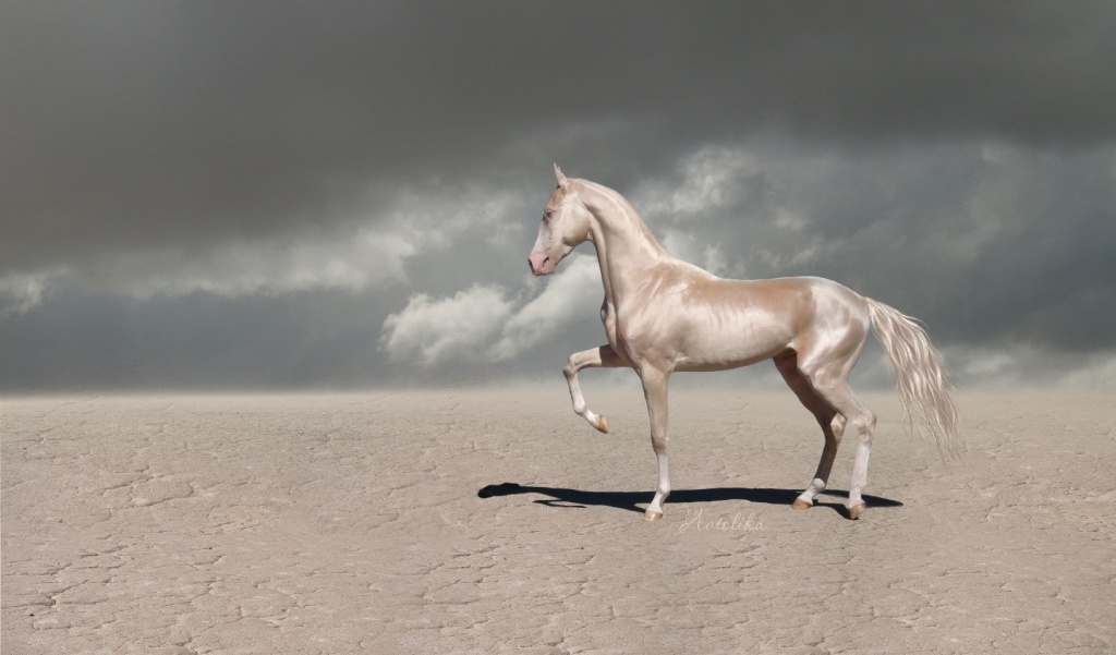 Шайрская лошадь — самая большая лошадь в мире | Лошадь породы Шайр | Ширская лошадь | Конь Шайр