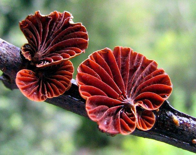 самые красивые грибы