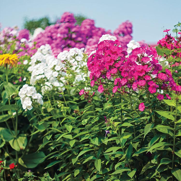Декоративно-цветущие кустарники и лианы