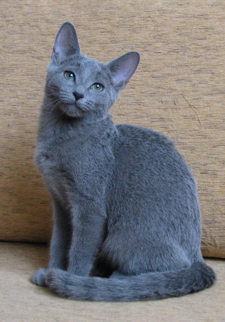 красивый котенок породы Русская голубая