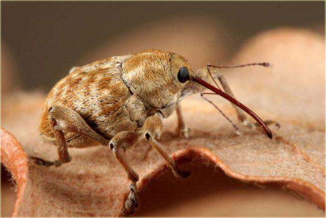 жесткокрылые жуки