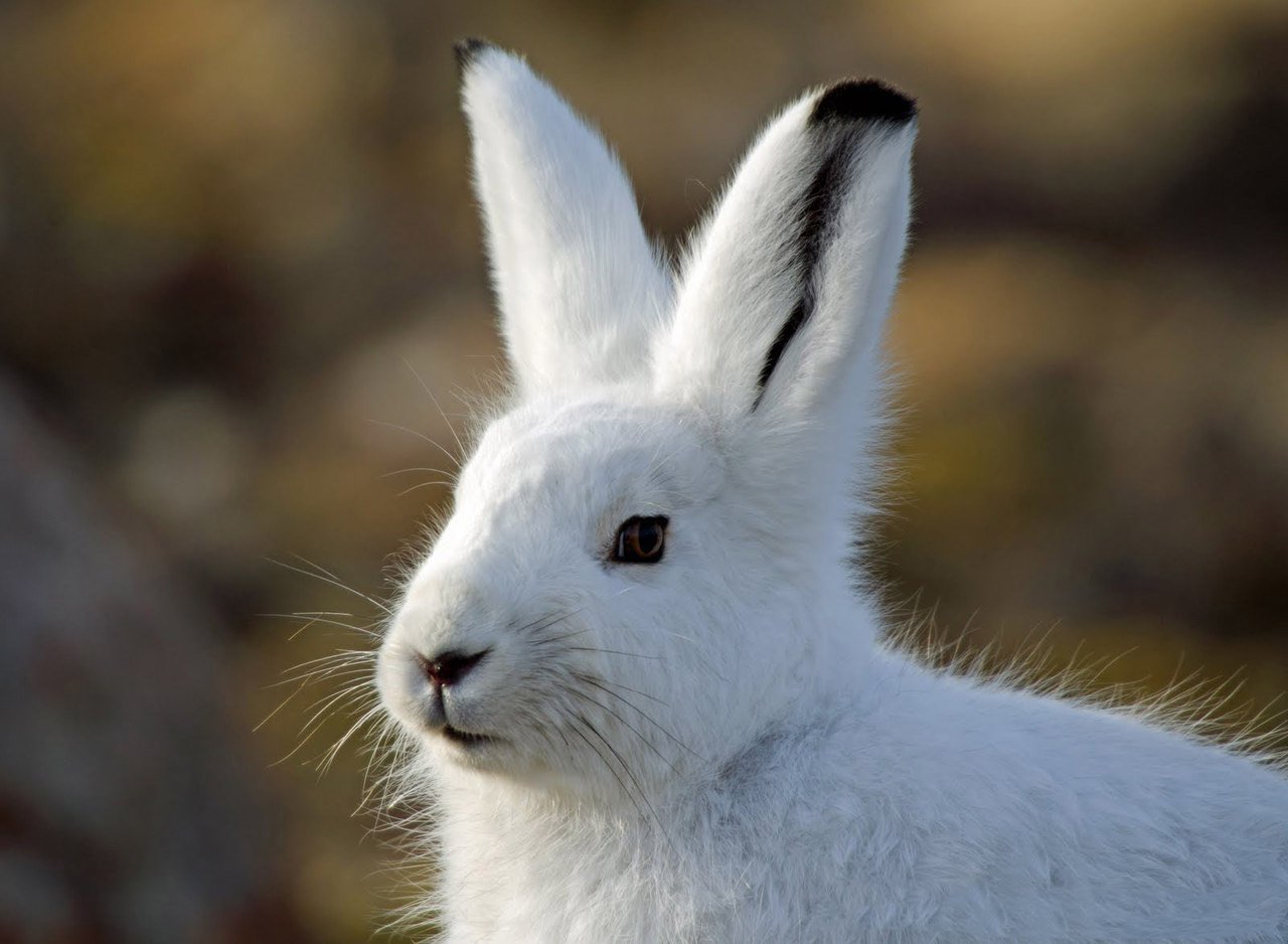 Самые красивые зайцы: популярные виды (20 ФОТО) | KRASOTA.ru