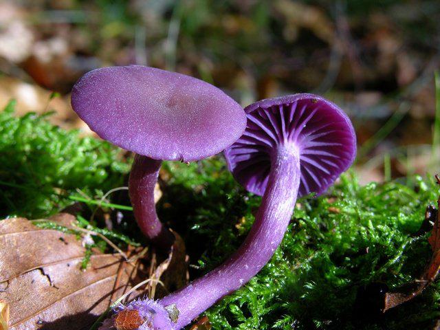 красивые грибы картинки