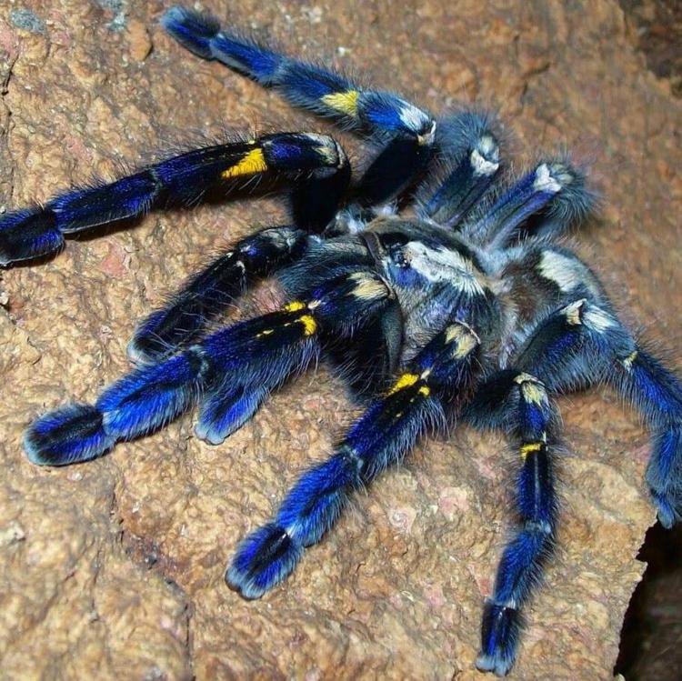 синий паук