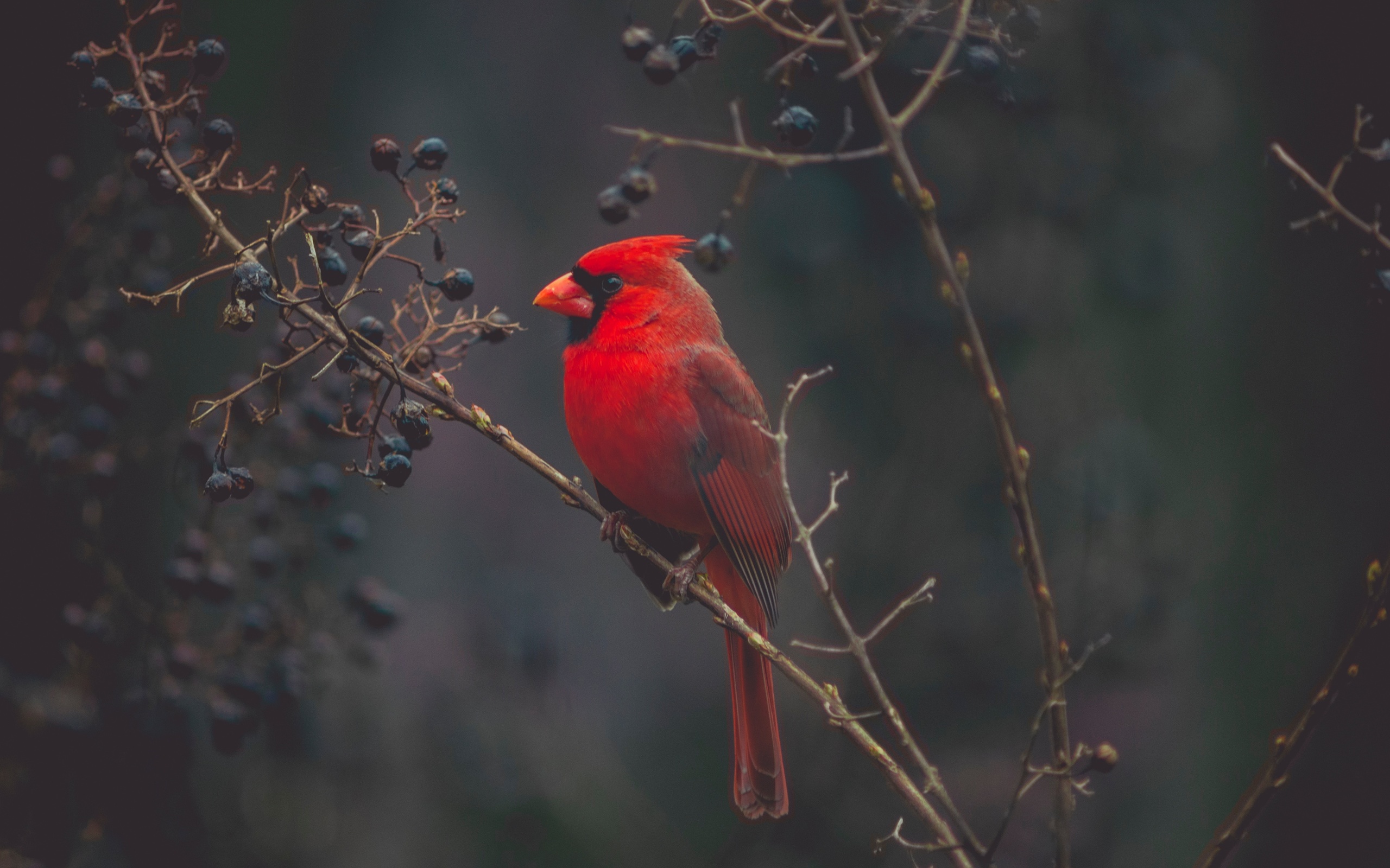 красный кардинал