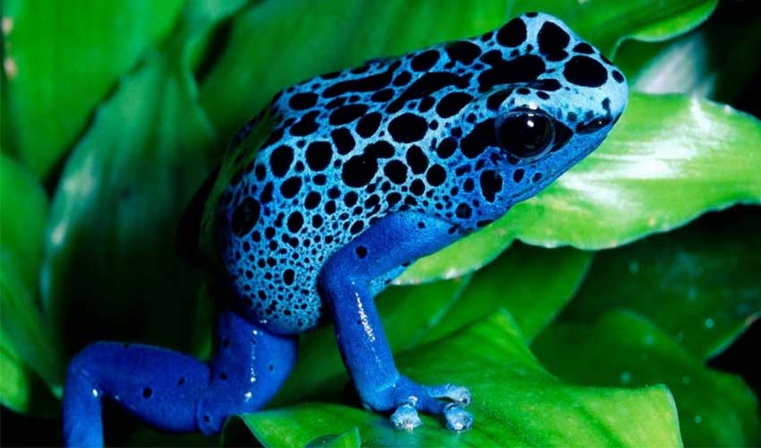 очень красивая синяя лягушка