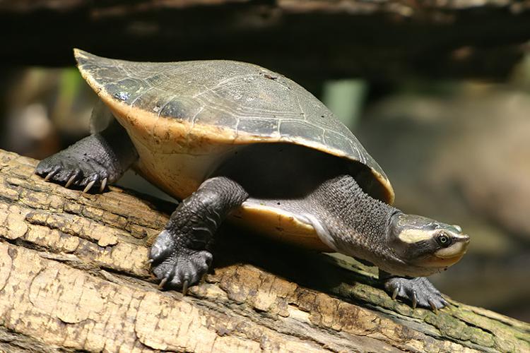 Самая красивая черепаха в мире фото