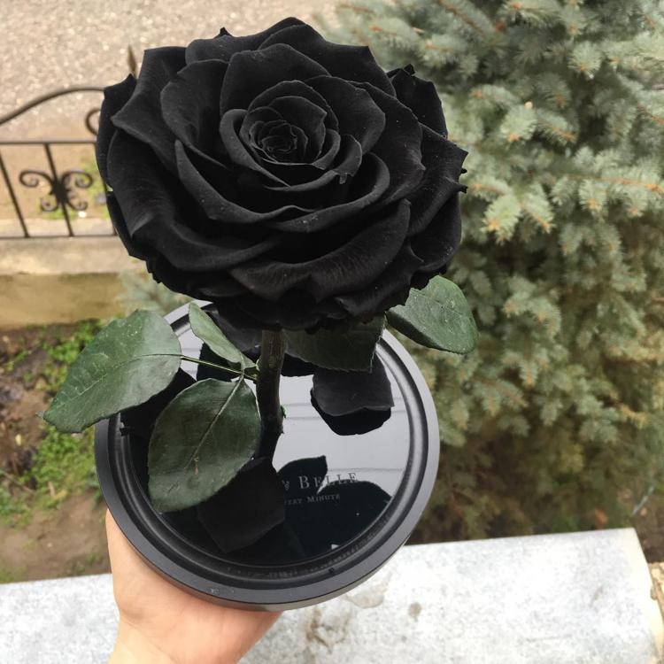 черная роза натуральная черная роза