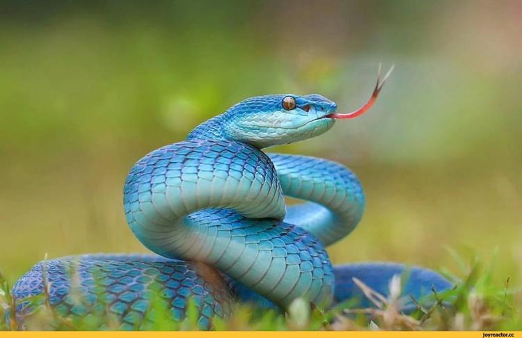 ярко-синяя красивая змея