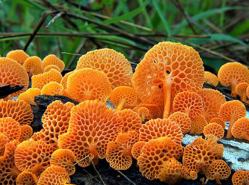 оранжевый пористый гриб фото