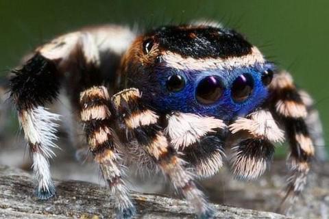 самый красивый паук в мире