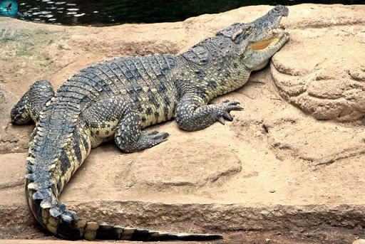 самые красивые крокодилы