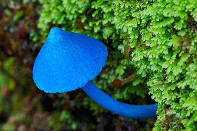 голубой гриб фото