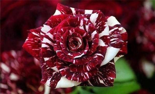тигровая роза красивые розы