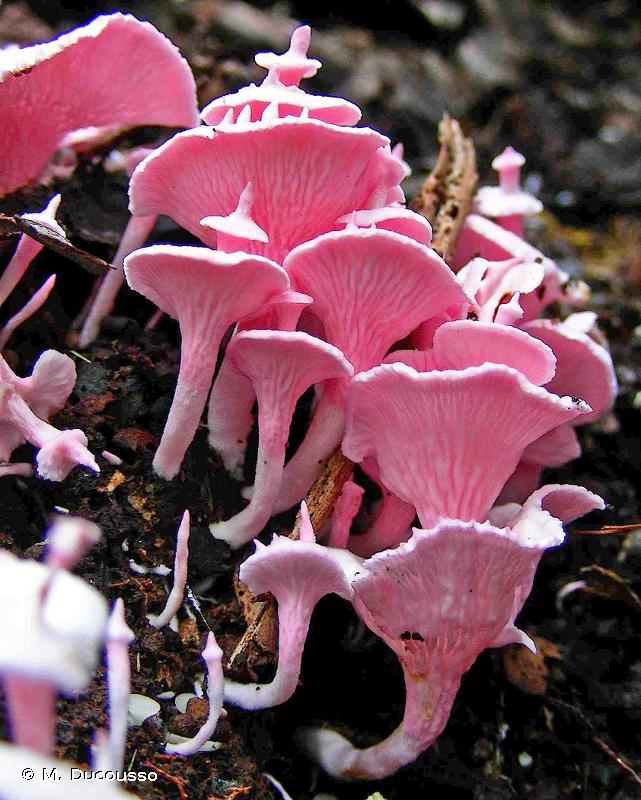 самые красивые грибы мира фото