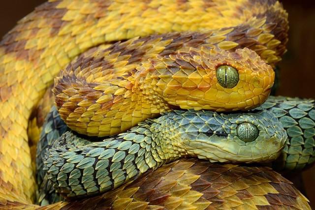 самые красивые змеи планеты
