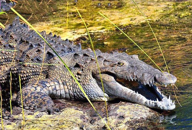 острорылый крокодил
