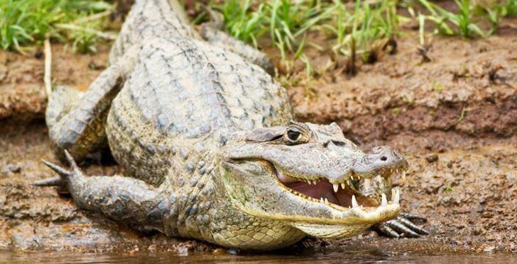 крокодиловый кайман фото