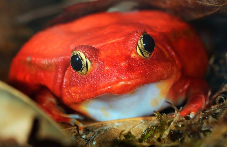 красная лягушка фото