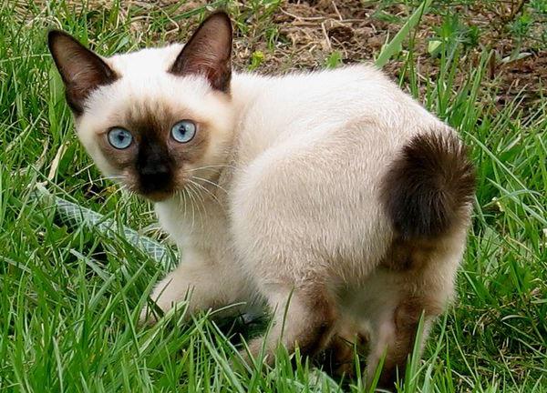 Меконгский (тайский) бобтейл кот с коротким хвостом и голубыми глазами