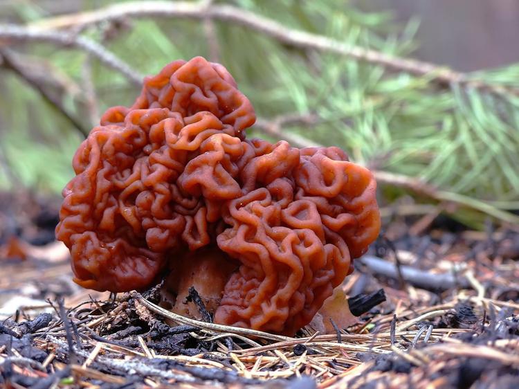 странные грибы фото
