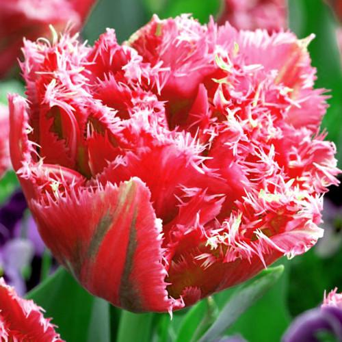 красные тюльпаны фото