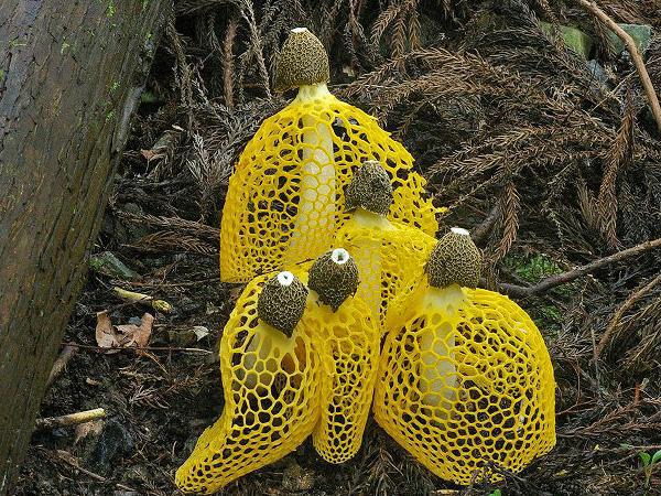 красивые желтые грибы фото