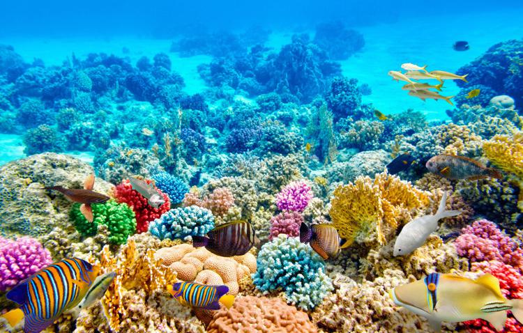 Мальдивы коралл