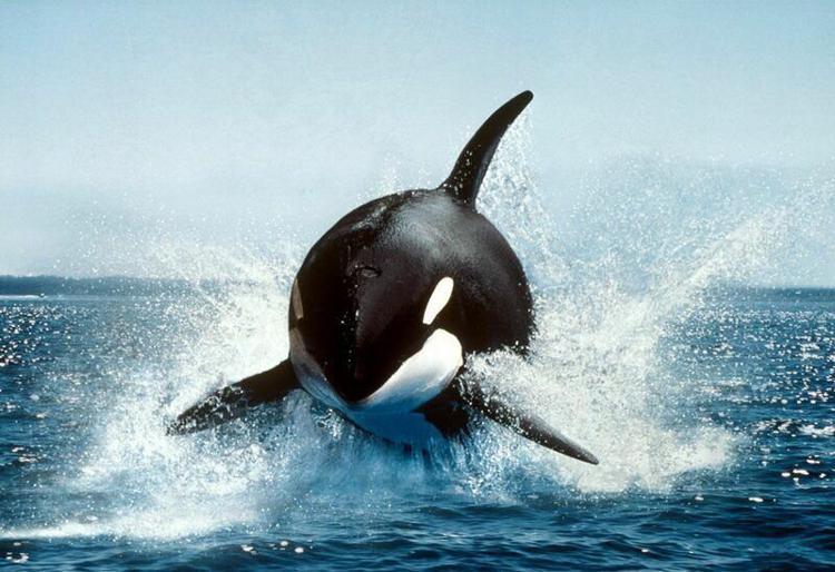 черно белые дельфины