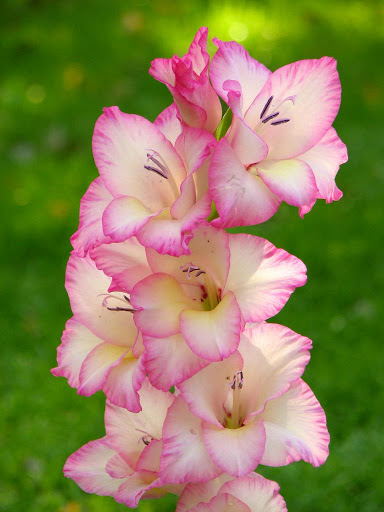priscilla