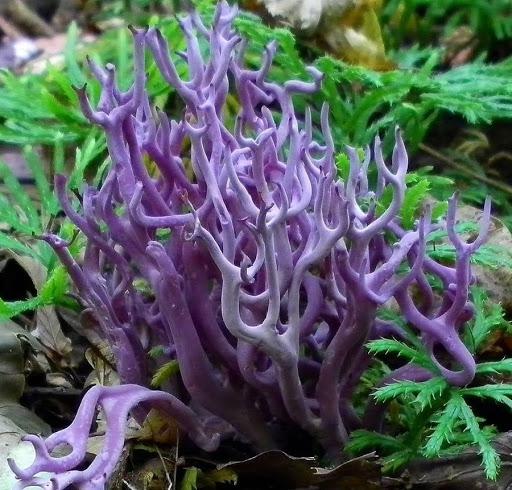 грибы красивые и странные