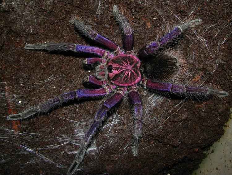 фиолетовый паук