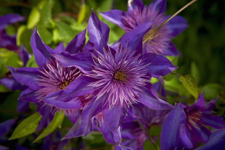 Красивые садовые цветы: неприхотливые растения для огорода (40 ФОТО) | натяжныепотолкибрянск.рф