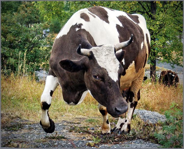 Самая красивая корова