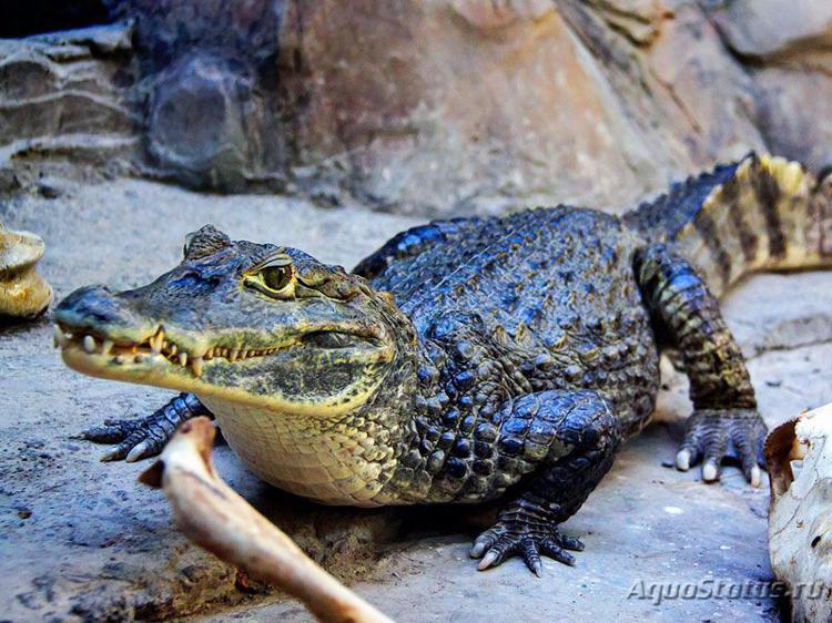 информация о крокодилах