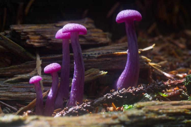 интересные грибы