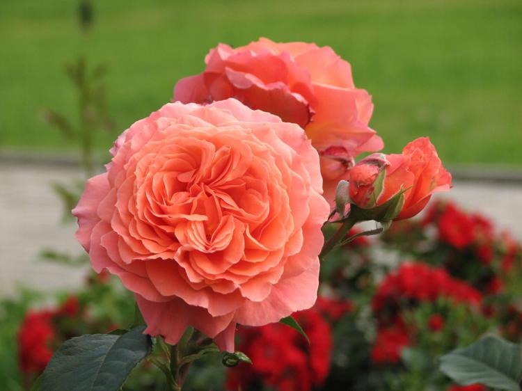 роза бельведер розовые розы
