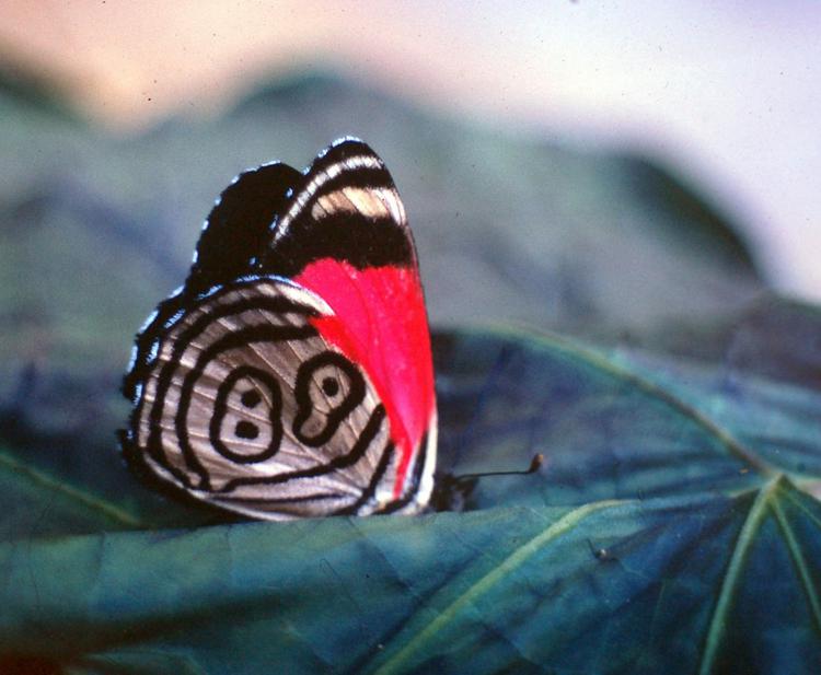 Diaethria eluina или "бабочка 88"