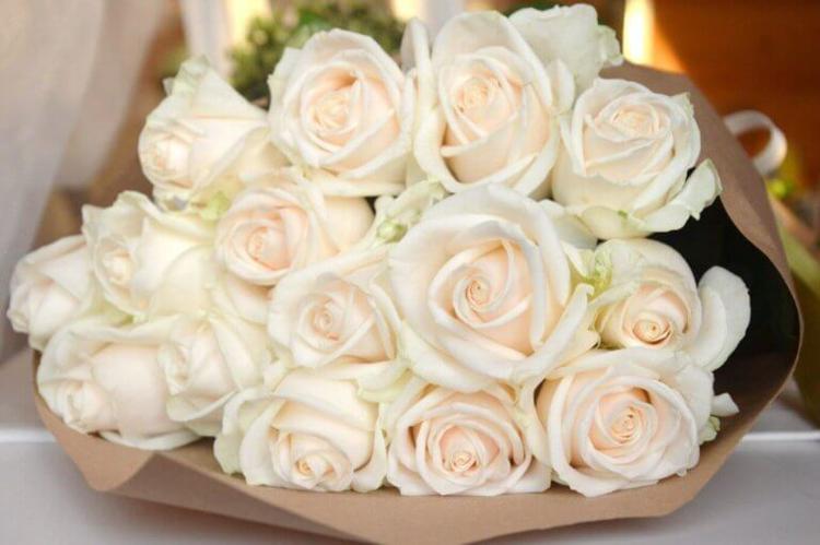 розы венделла белые розы