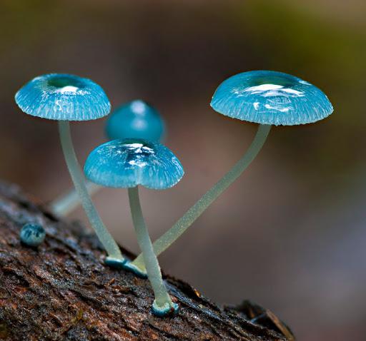 интересные грибы мира