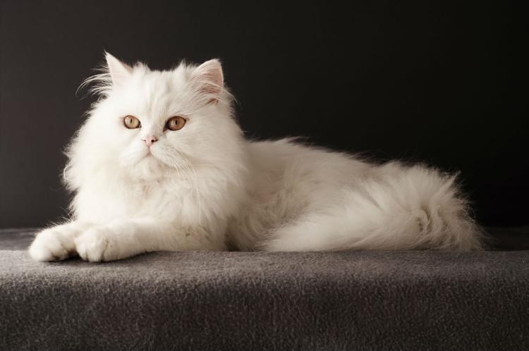 Персидская красивая белая кошка