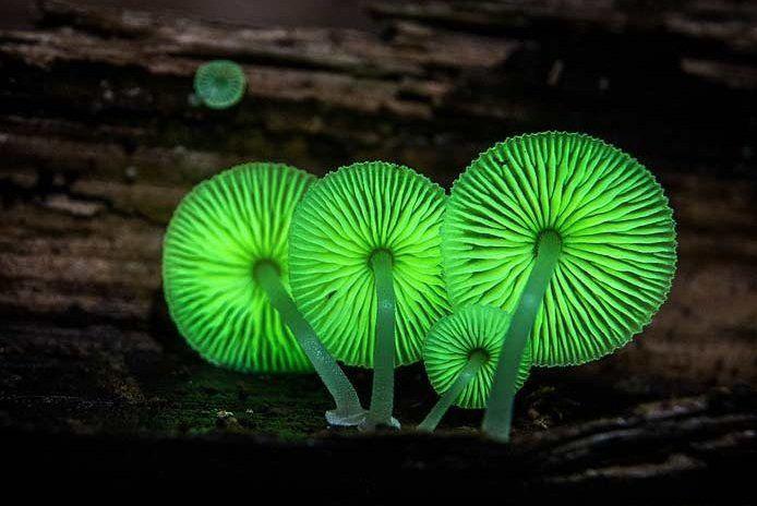 красивые грибы 